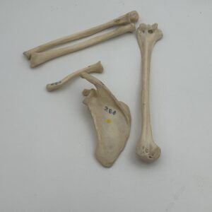 Real Human Upper Extremity