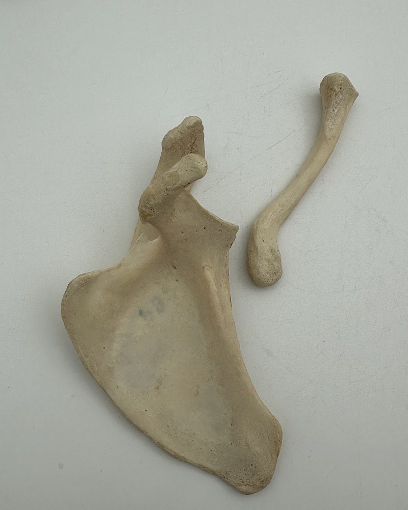 20A