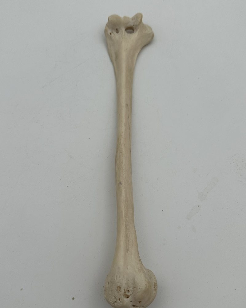 20C