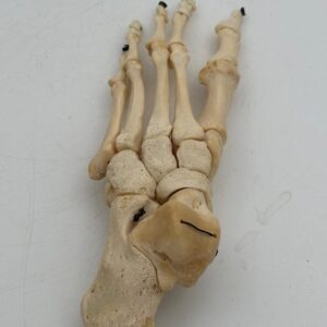 Foot Skeleton