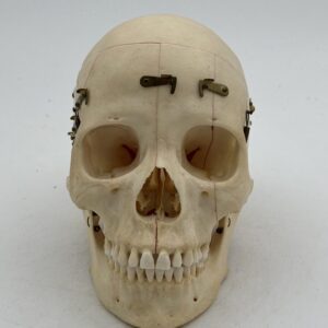 Demonstration Skull