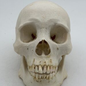 Human Skull