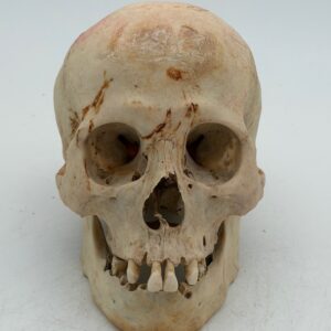 Human Skull Female