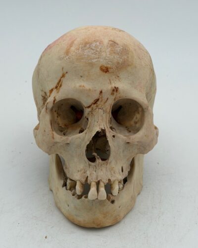 Human Skull Female