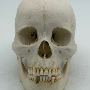Human Skull