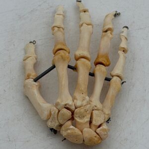 Human Hand Skeleton