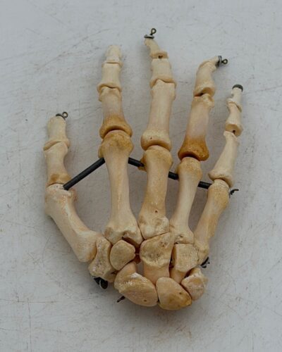 Human Hand Skeleton